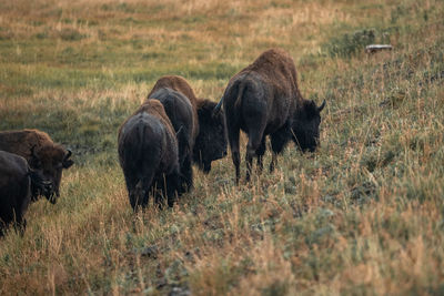 A herd of bison moves quickly along the firehole river in yellowstone national park