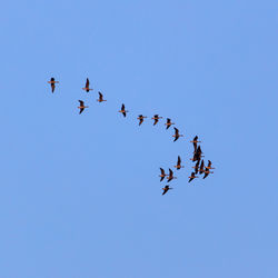 Low angle view of birds flying in sky