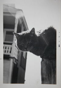 Portrait of cat