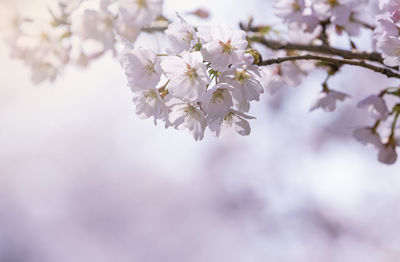 Low angle view of cherry blossoms in spring