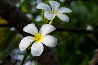 Close-up of white flowering plant