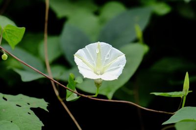 Close-up of white flowering plant