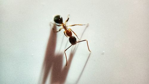 Close-up of insect on hand