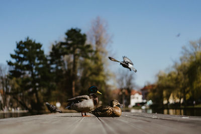 Seagulls flying in the sky