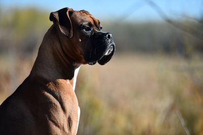 Close-up of dog looking away