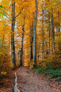 Trees in forest