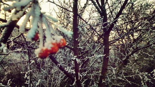 Trees growing against sky