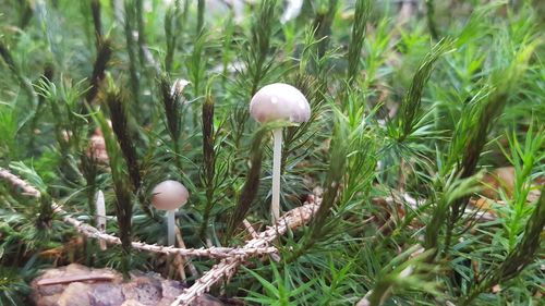 Close-up of mushroom growing on field
