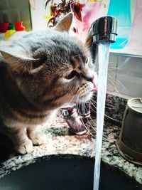 Close-up of a cat drinking water