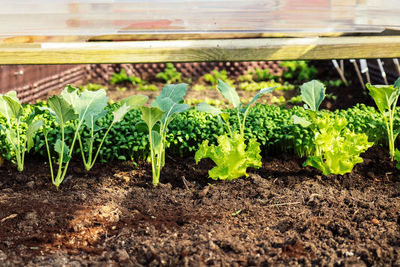 Plants growing in garden