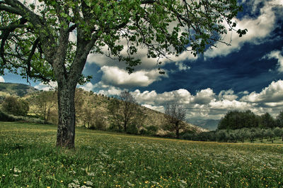 Scenic view of grassy field against cloudy sky