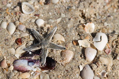 Starfish on sand