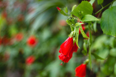 Close-up of red flowering plant