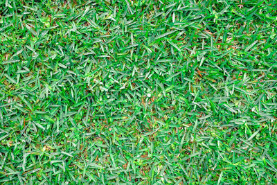 Full frame shot of fresh green grass