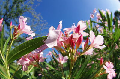 Close-up of pink flowering plants against sky