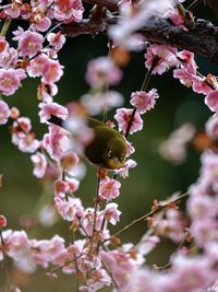 Close-up of insect on pink cherry blossom