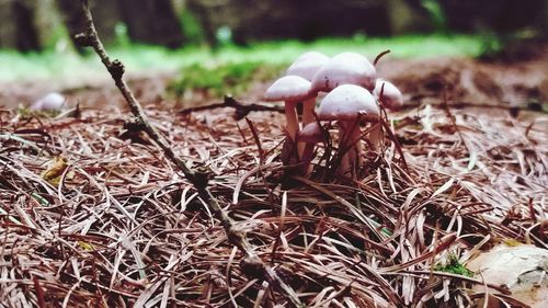 Close-up of mushroom growing on field