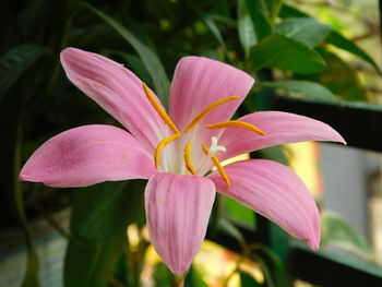 Close-up of pink flower