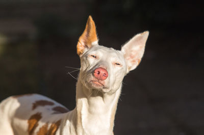 Close-up portrait of dog