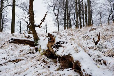 Trees on snow covered field during winter