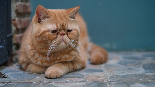 Close-up of a cat looking away