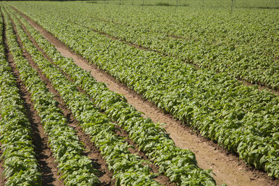 Scenic view of corn field