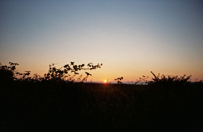 Silhouette plants on field against sky during sunset