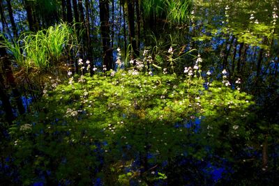 Plants and trees by lake in forest