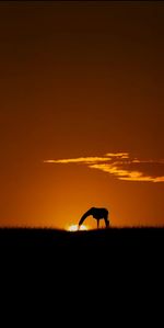 Side view of silhouette deer at sunset