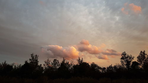 Low angle view of silhouette trees against sky during sunset