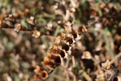 Close-up of bee on plant