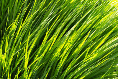 Full frame shot of palm tree