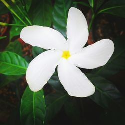 Close-up of white flower