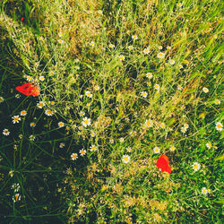 High angle view of flowering plants on field