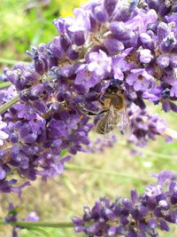 Close-up of bee pollinating on fresh purple flowers