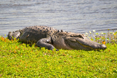 High angle view of an alligator by creek