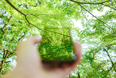 Low angle view of trees in forest