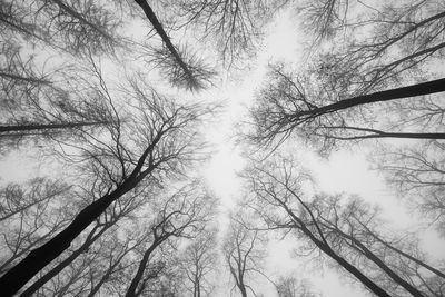 Low angle view of silhouette trees against sky