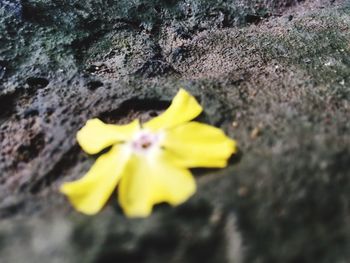 Close-up of yellow flower