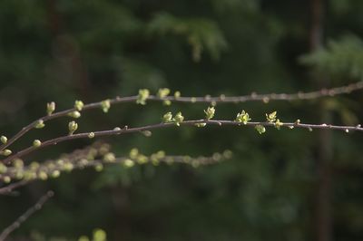 Close-up of wet plant during rainy season