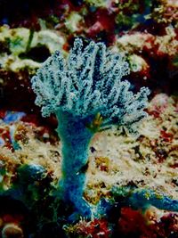 Close-up of fish underwater