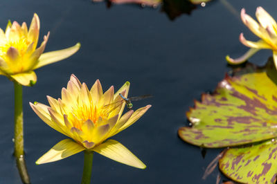 Close-up of yellow water lily in lake