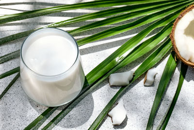 Coconut milk in glass and half of coconut on palm leaf background. vegetable milk,lactose free drink