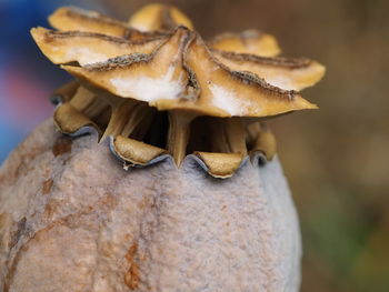 Close-up of mushrooms