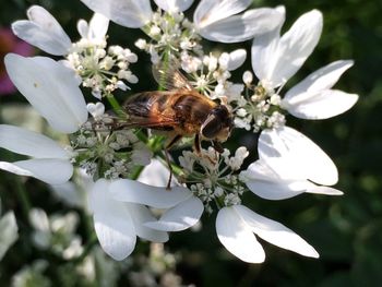 Close-up of bee on white flowers