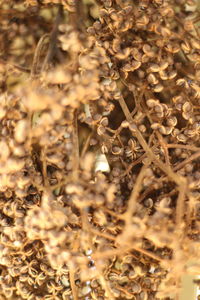 Full frame shot of dry plants