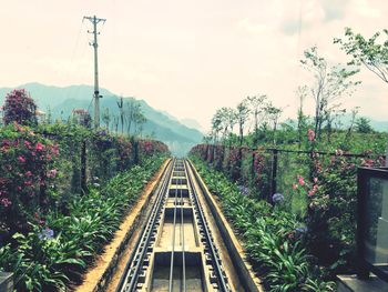 Railroad tracks amidst plants