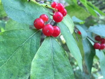 Close-up of red leaves