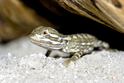 Close-up of lizard on rock