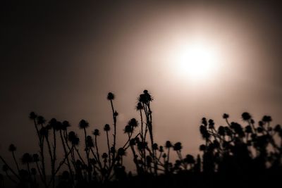 Low angle view of silhouette plants on field against sky during sunset